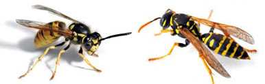Wasps Control Aligarh